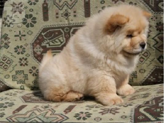 PoulaTo: CHOW CHOW